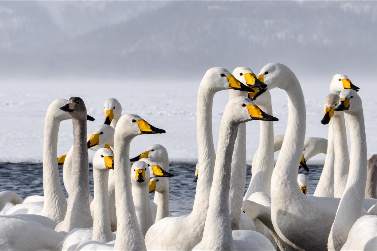 Whoppers Swan